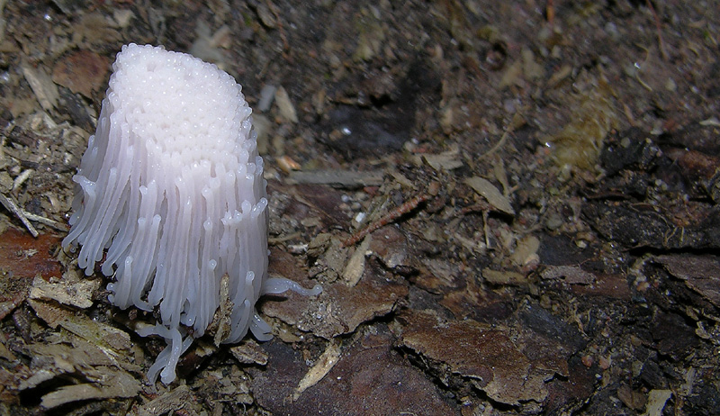 Stemonitis sp.(anche per fratello alberto)